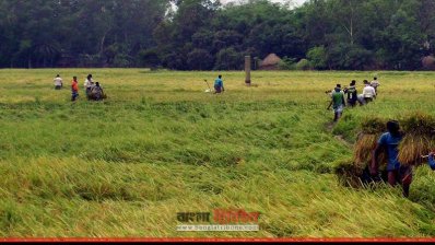 সাদেক আলীর জমি থেকে ধান কেটে নিয়ে যাচ্ছে