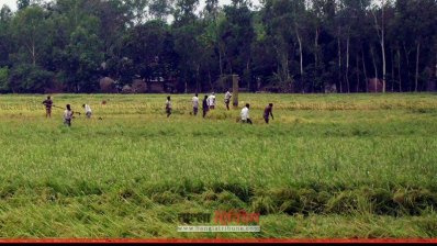 সাদেক আলীর জমি থেকে ধান কেটে নিয়ে যাচ্ছে