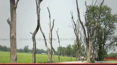 সড়কের পাশে মরে থাকা গাছ