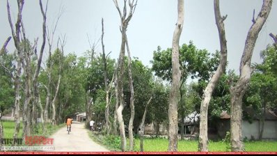 সড়কের পাশে মরে যাওয়া গাছ