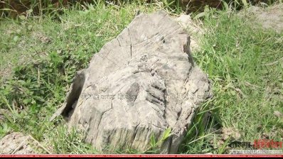 চুরি হয়ে যাচ্ছে মরা গাছ