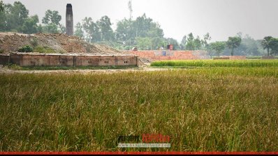 ইট ভাটার গরম বাতাসের তাপে নষ্ট হয়ে যাওয়া ধান