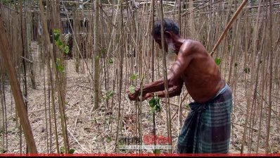 ক্ষতিগ্রস্ত পানের বরজ