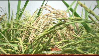 ব্লাস্ট আক্রান্ত ধানক্ষেত
