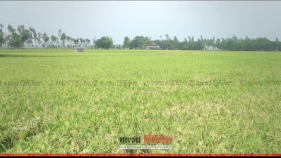 ব্লাস্ট আর ঝড়-বৃষ্টিতে ক্ষতিগ্রস্ত ধানক্ষেত, দিশেহারা কৃষক