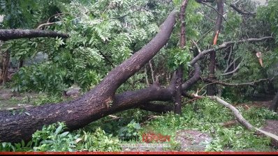 কালবৈশাখী ঝড়ে উপড়ে যাওয়া গাছপালা