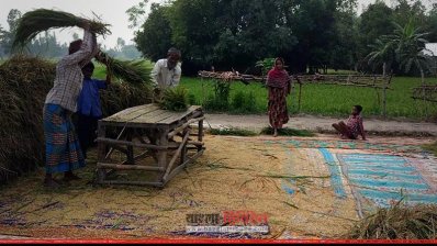 ধান মাড়াইয়ের কাজ চলছে