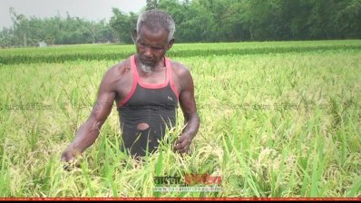 ব্লাস্ট আক্রান্ত ধানক্ষেত