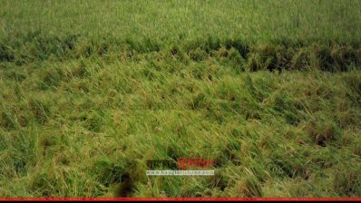 নওগাঁয় কালবৈশাখী ঝড় ও শিলাবৃষ্টিতে ধানের ব্যাপক ক্ষতি