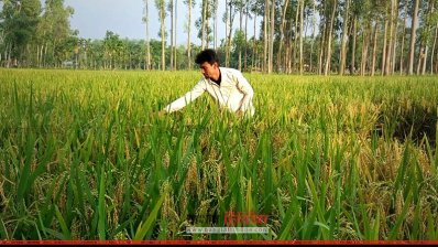 ব্লাস্ট আক্রান্ত ধানক্ষেত