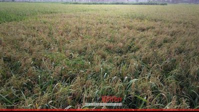 ঝড়, বৃষ্টিতে ক্ষতিগ্রস্ত ধানক্ষেত