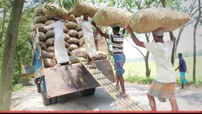আলুর বস্তা টানতে গিয়ে অতিরিক্ত ভার বহন করছেন কয়েকজন শ্রমিক (ছবি- ইন্টারনেট থেকে)