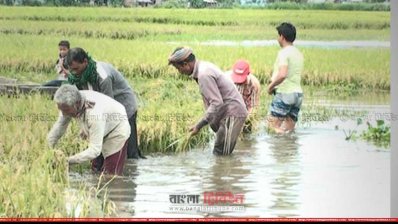 সুনামগঞ্জে বৃষ্টির পানিতে তলিয়ে যাচ্ছে জমির পাকা ধান