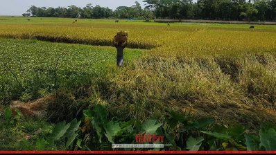 ব্লাস্ট রোগ দেখা দেওয়ায় আধা-পাকা ধান কাটছেন চাষিরা (ছবি- প্রতিনিধি)