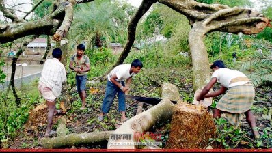 অনুমোদন ছাড়া কাটা হচ্ছে সরকারি গাছ