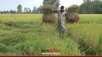 ধান কেটে নিয়ে যাচ্ছেন কৃষক