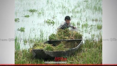 ধান কেটে লোকালয়ে আনা হচ্ছে