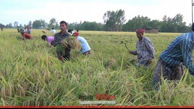 ধান কাটছেন শ্রমিকরা