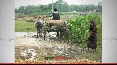 মাড়াই শেষে ধান নেওয়া হচ্ছে বাড়িতে