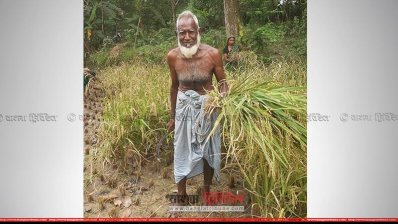 শ্রমিক না পাওয়ায় ষাটোর্ধ কৃষক আহমদ আলী স্ত্রীকে নিয়ে ধান কাটছেন
