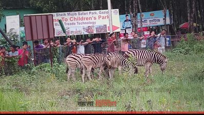 গাজীপুর সাফারি পার্কে যশোরে উদ্ধার জেব্রা (ছবি- প্রতিনিধি)