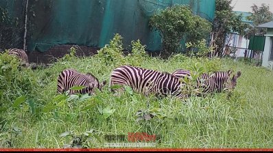 গাজীপুর সাফারি পার্কে যশোরে উদ্ধার জেব্রা (ছবি- প্রতিনিধি)