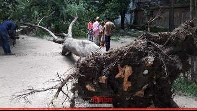রবীন্দ্র সরোবরে উপড়ে পড়া গাছ