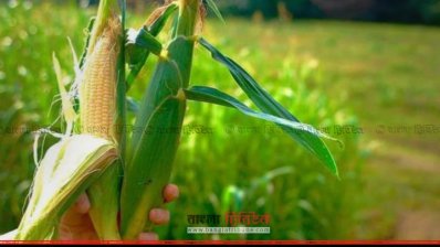 ভাগ্য ফেরাবে ভুট্টা