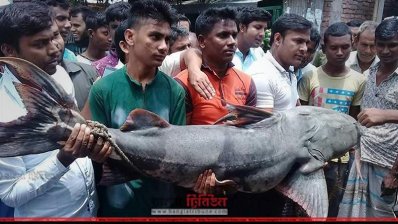 ৭৫ কেজি ওজনের বাঘাইড় (ছবি- প্রতিনিধি)