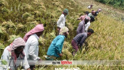 বোরো ধান কাটছেন শ্রমিকরা