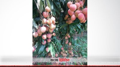 লিচুর বাম্পার ফলন, চাষিরা কেউ খুশি, কেউ বেজার