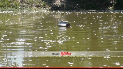 মরে ভেসে উঠেছে মাছ (ছবি- প্রতিনিধি)
