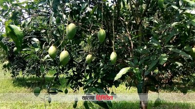 খাগড়াছড়িতে কৃষকের মুখে হাসি ফুটিয়েছে আম্রপালি