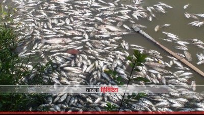 মরে ভেসে উঠেছে মাছ (ছবি- প্রতিনিধি)