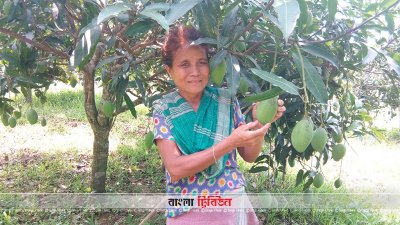 খাগড়াছড়িতে কৃষকের মুখে হাসি ফুটিয়েছে আম্রপালি