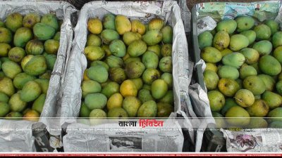 আমের সুবাসে বাজার মাতোয়ারা