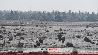 বনদস্যুদের দৌরাত্ম্যে ধ্বংসের মুখে বনভূমি 