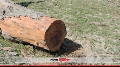 বৃক্ষনিধন চলছে, বনদস্যুদের দৌরাত্ম্যে ধ্বংসের মুখে বনভূমি 