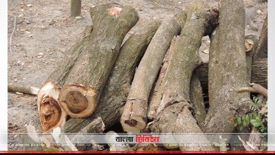 বন উড়াড় করে কেটে নেওয়া হচ্ছে গাছ 