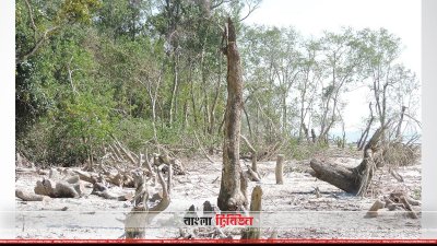 বনদস্যুদের দৌরাত্ম্যে ধ্বংসের মুখে বনভূমি 