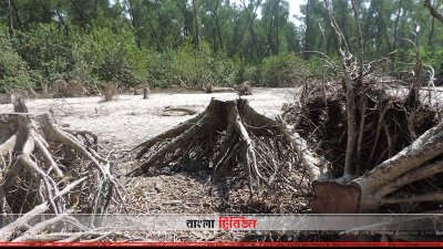 বনদস্যুদের দৌরাত্ম্যে ধ্বংসের মুখে বনভূমি 