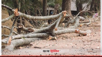 বন উড়াড় করে কেটে নেওয়া হচ্ছে গাছ 