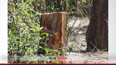 বৃক্ষনিধন চলছে 