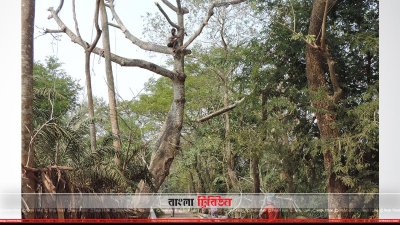 গাছ কাটা হচ্ছে 