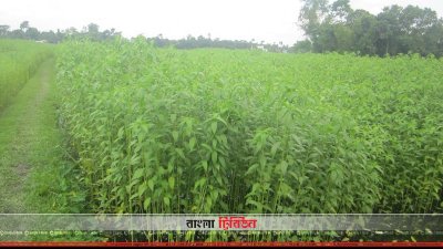 পাট ক্ষেত