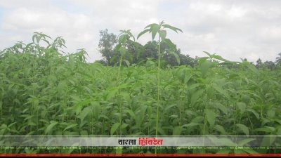 পাট ক্ষেত