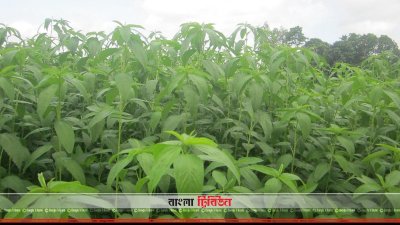 পাট চাষে আগ্রহ কম নীলফামারীর কৃষকদের