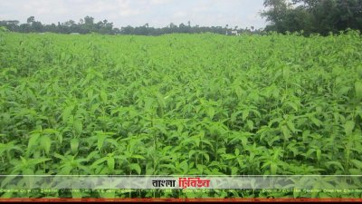 পাট ক্ষেত