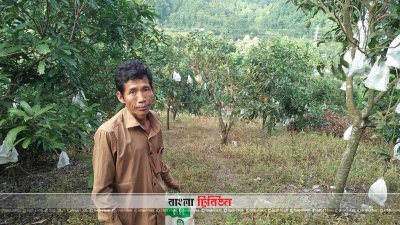 রাঙামাটির পাহাড়ে আম বাগান
