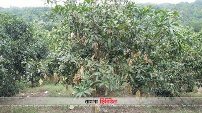 রাঙামাটির পাহাড়ে আম বাগান